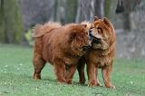 CHOW CHOW 743